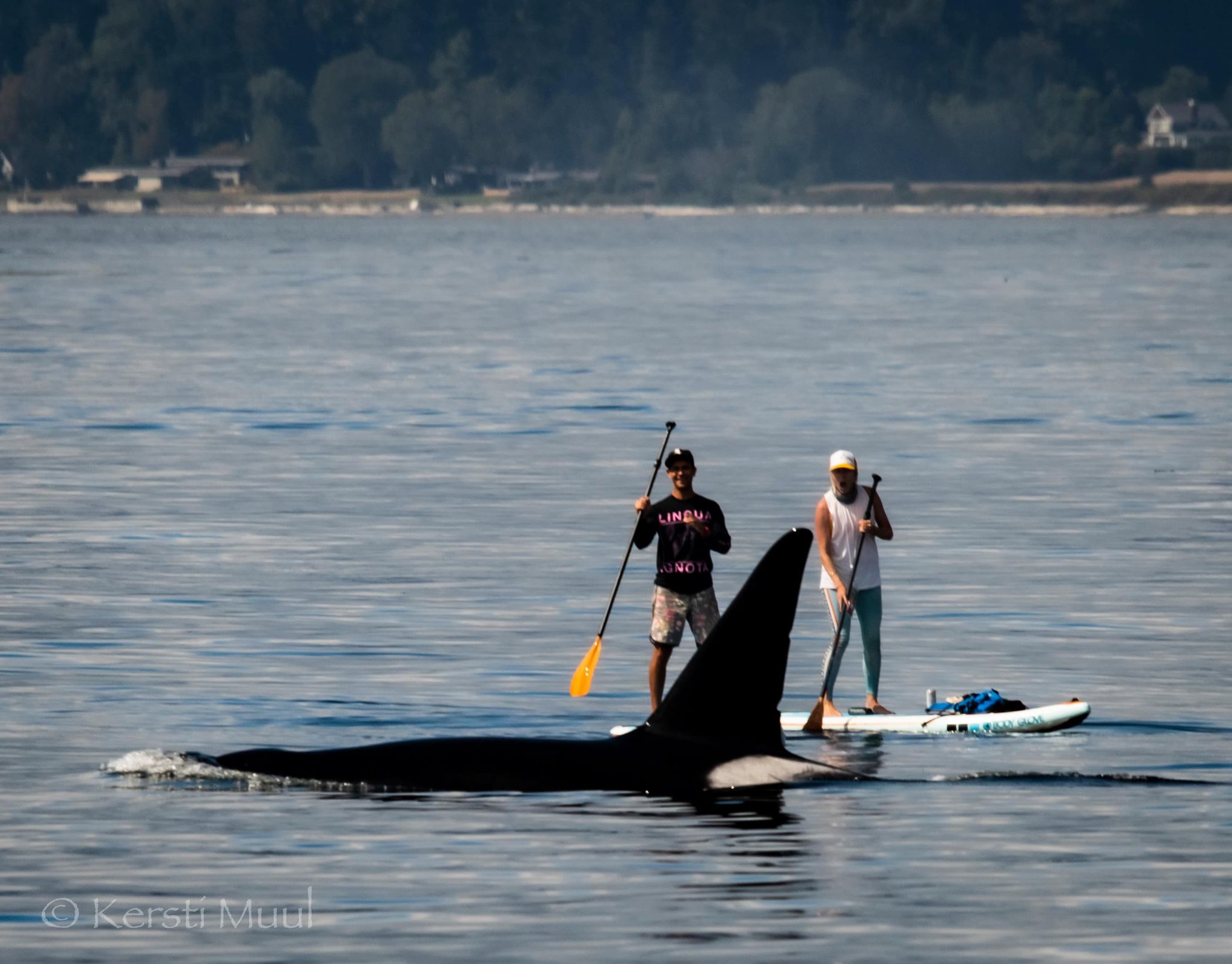 Orcas do a "swim by" off the shores of West Seattle Westside Seattle